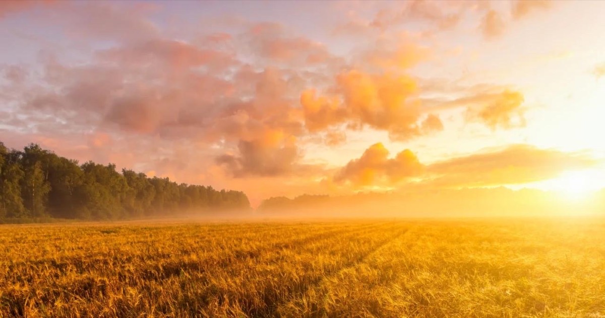 Golden morning light over a misty field