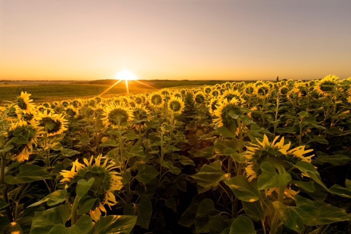 Sunflowers facing the rising sun