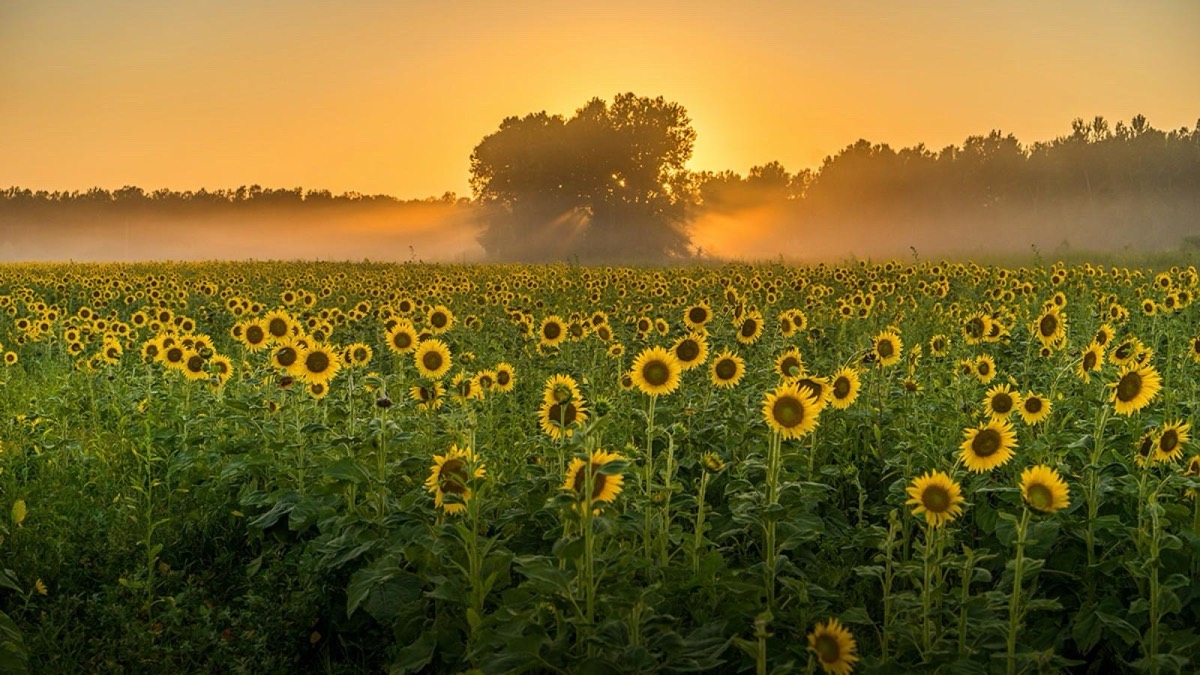 A sunflower field at dawn with morning mist